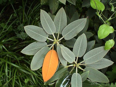 Rhododendron_pachysanthum.jpg