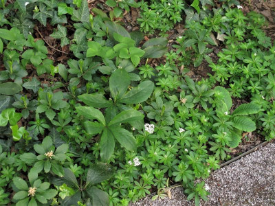 waldmeister.img.JPG