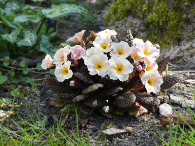 2020-04-18 Primula 1.jpg