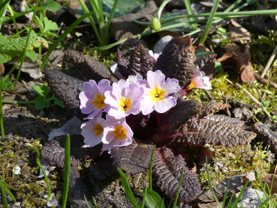 2020-04-18 Primula 'Avoca'.jpg