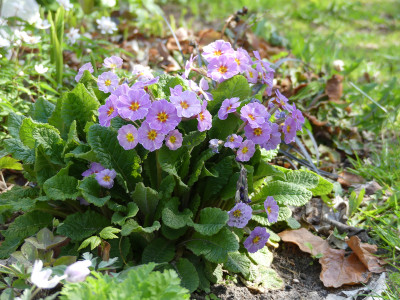 2020-04-18 Primula 'Avondale'.jpg