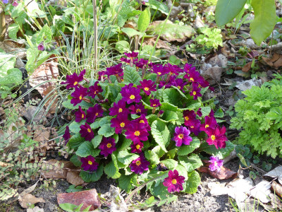 2020-04-18 Primula 'Frühlingsbote'.jpg