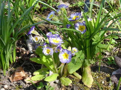 2020-04-18 Primula Sämling Barnhaven.jpg