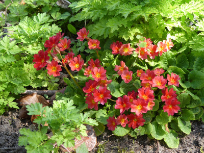 2020-04-18 Primula 'Wanda orange'.jpg