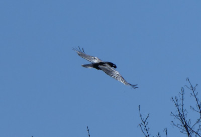 2020-04-18 Rabe 1.jpg