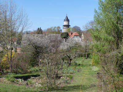 2020-04-18 Garteneinblick 4.jpg