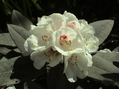 Rhododendron_pachysanthum_2.jpg