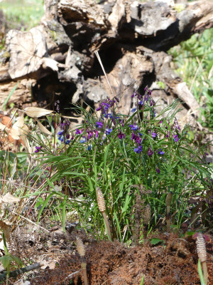 2020-04-18 Lathyrus vernus 1.jpg