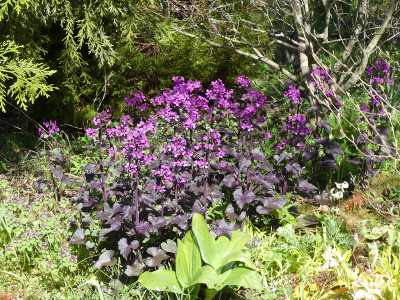 2020-04-18 Lunaria annua 'Chedglow'.jpg