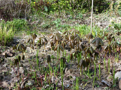 2020-04-18 Podophyllum peltatum.jpg