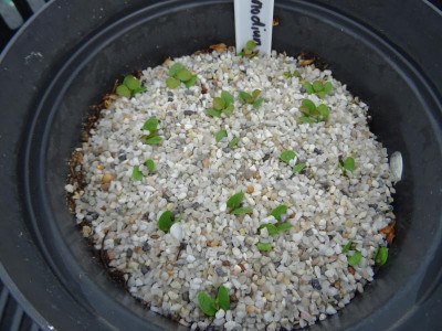 Desmodium canadense Germination April 2020.JPG