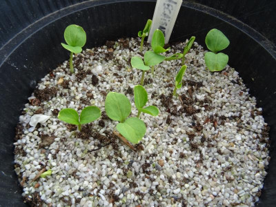Decaisnea fargesii Germination April 2020.JPG