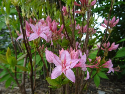 Rhododendron prinophyllum April 2020.JPG