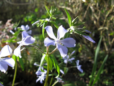 Phlox laphamii 02.jpg