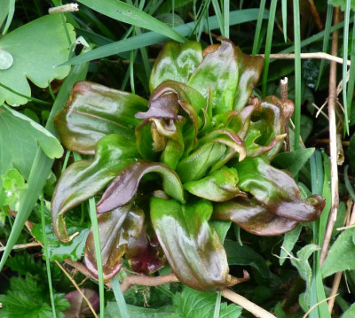 0000Verhockter Trieb.jpg