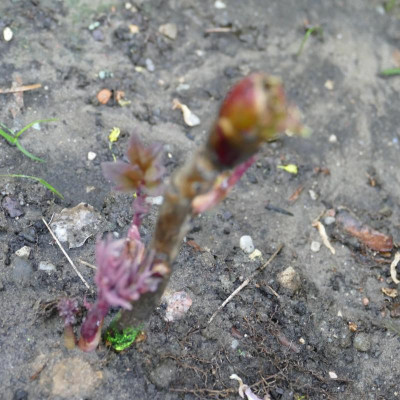 P1100503.JPG