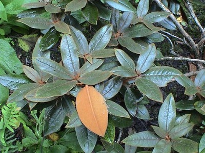 Rhododendron_bureavii.jpg