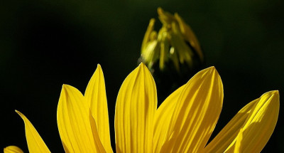 Helianthus_1_29-07-2007.jpg