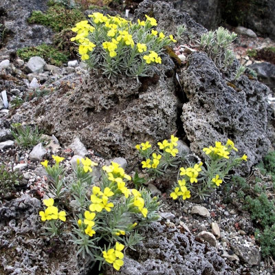 Degenia velebitica 19.04.20.JPG