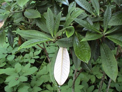 Rhododendron_insigne.jpg