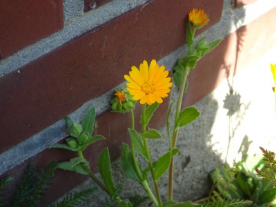 DSC08348.JPG