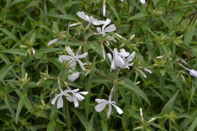 Phlox_divaricata-WhitePerfume.20-1.jpg
