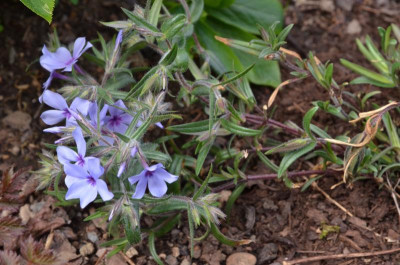 Phlox_divaricata-Chattahoochee.20-1.jpg