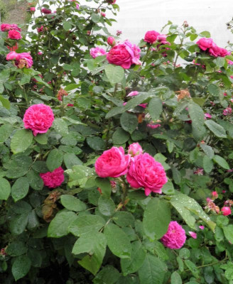 Rose de resht Hab.JPG