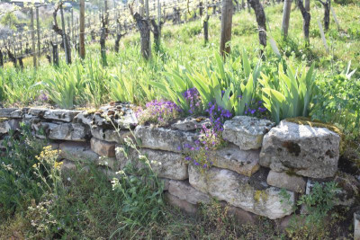 geigersberg april 047.JPG