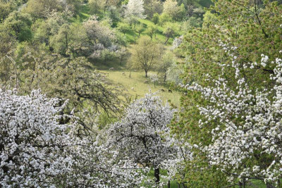 geigersberg april 016.JPG
