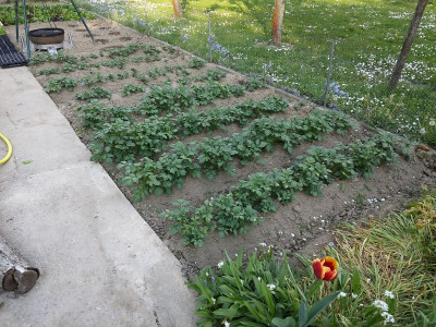 Kartoffeln 200419.jpg