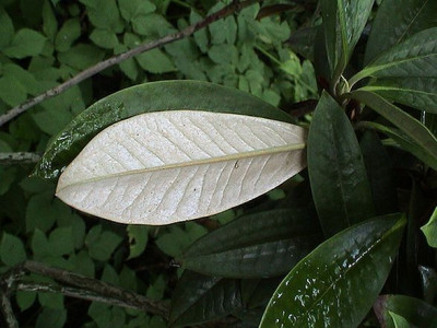 Rhododendron_insigne_2.jpg