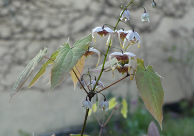 2020-04-19 Epimedium 'Jean O'Neill'.jpg