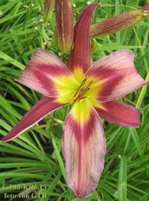 GT03-KR6.13_Trahlyta_X_Orchid_Corsage_7197_r11.jpg