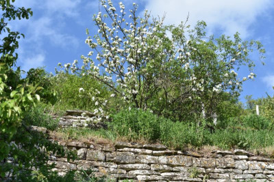 geigersberg april 028.JPG