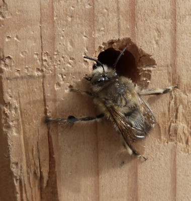 anthophora.jpg