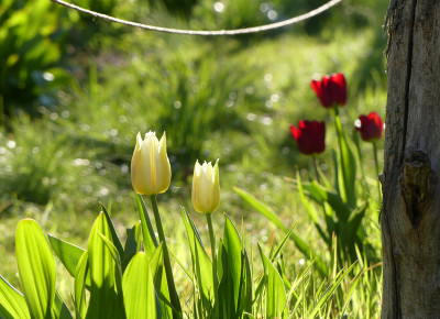 2020-04-19 Gartenimpressionen 1.jpg