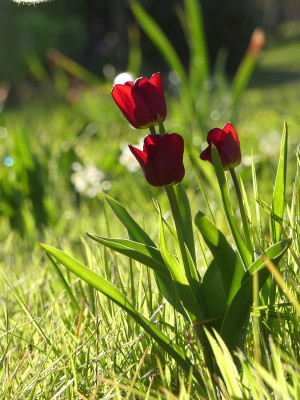 2020-04-19 Gartenimpressionen 4.jpg