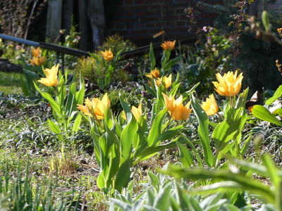2020-04-19 Tulipa 'Shogun'.jpg
