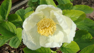 Paeonia Caucasica var. alba.JPG