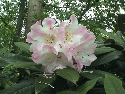 Rhododendron_insigne_1.jpg