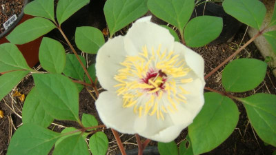 Paeonia oreogeton.JPG