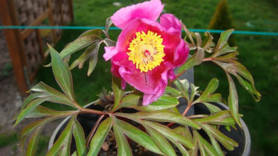 Paeonia hybrida.JPG