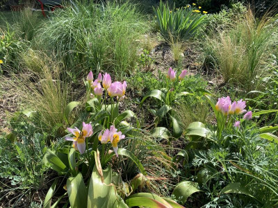 Tulip_bak_LilacWonder_200420.jpg