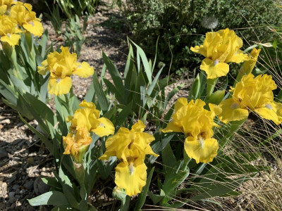 Iris_SpringFresh_200420.jpg