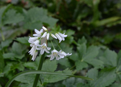 Allium_triquetrum.20-1.jpg