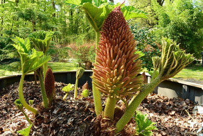 gunnera2020.jpg