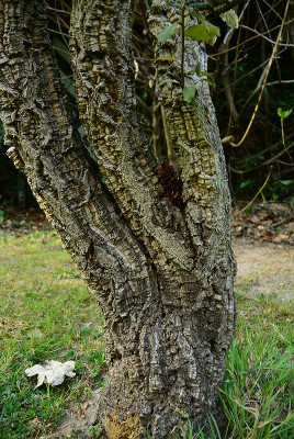 Quercus_suber.jpg