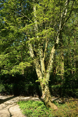 Acer_dav_gro2.jpg