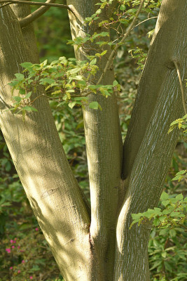 Acer_dav_gro3.jpg